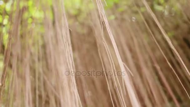 Güneş ağaçların dalları ile parlar. Ağaç hava kök sistemi ile. Bangkok, Tayland. — Stok video