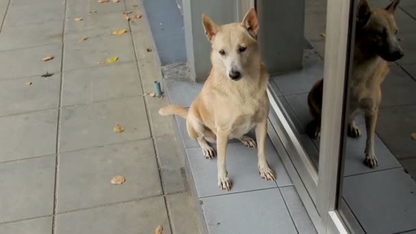 Бежевая собака сидит перед зеркальной дверью. Собака ждет своего хозяина. Бангкок, Таиланд . — стоковое видео
