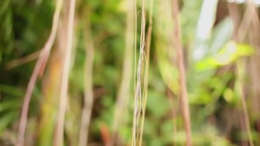 Güneş ağaçların dalları ile parlar. Ağaç hava kök sistemi ile. Bangkok, Tayland.
