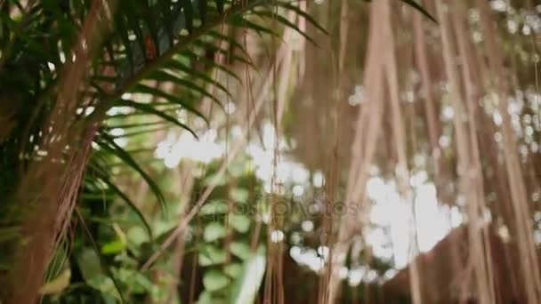 Il sole splende tra i rami degli alberi. Albero con apparato radicale aereo. Scultura dorata in cespugli. Monte d'oro Wat Saket. Bangkok, Thailandia . — Video Stock