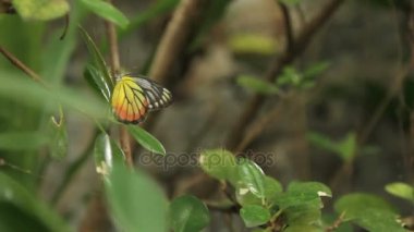 Yaprak üzerinde kelebek, tropikal yağmur ormanlarında makro böcek hayat. Bangkok, Tayland.