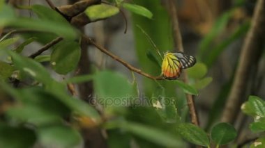 Yaprak üzerinde kelebek, tropikal yağmur ormanlarında makro böcek hayat. Bangkok, Tayland.