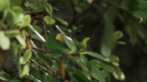 Fjäril på blad, makro insektslivet i den tropiska regnskogen. Bangkok, Thailand. — Stockvideo