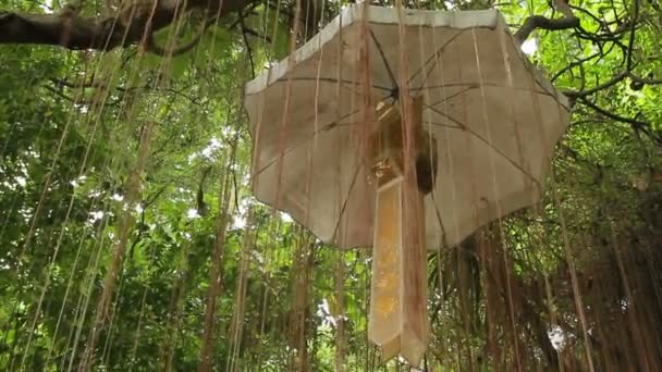 Precioso paraguas entre las raíces de los árboles de aire. Wat Saket el Monte Dorado. Bangkok Tailandia . — Vídeo de stock