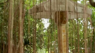 Değerli şemsiye hava Ağaç kökleri arasında. WAT Saket altın Dağı. Bangkok Tayland.