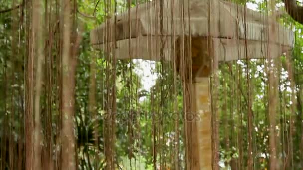 Precious Umbrella among air tree roots. Wat Saket the Golden Mount . Bangkok Thailand. — Stock Video