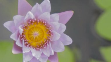 Mısır lotus Nymphaea caerulea mavi. Nilüfer çiçek ile doğal arka plan. Tayland.