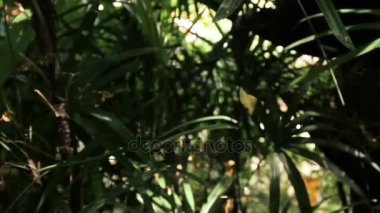 Güneş parlar ağaçların arasından bırakır. Web dolaşmış ve rüzgarda sallanan sarı yaprak. Bangkok, Tayland.