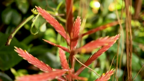 Planta exótica con hojas rojas. Cierra el video. Tailandia . — Vídeo de stock