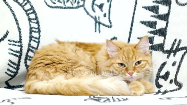 Cute ginger cat lying in bed. Fluffy pet on cozy home background. — Stock Video