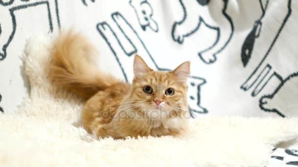 Süße Ingwerkatze im Bett liegend. flauschiges Haustier auf gemütlichem heimischen Hintergrund. — Stockvideo