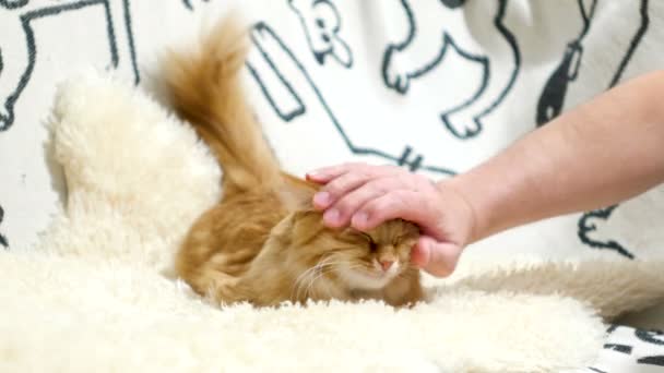 Lindo gato jengibre yace en la cama, el hombre se rasca el cuello. Mascota divertida con emoción complacida en la cara . — Vídeos de Stock