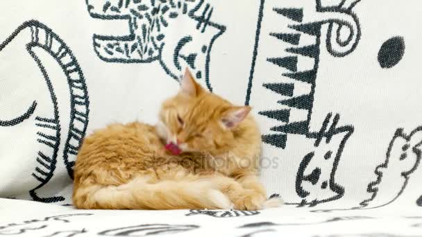 Χαριτωμένο γάτα Τζίντζερ γλείψιμο ξαπλωμένη στο κρεβάτι. Άνετο σπίτι φόντο — Αρχείο Βίντεο