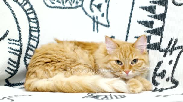 Lindo gato jengibre acostado en la cama. Alfombra esponjosa sobre fondo acogedor en casa . — Vídeos de Stock