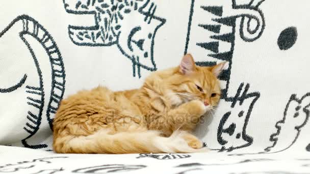 Cute ginger cat licking lying on the bed. Cozy home background — Stock Video