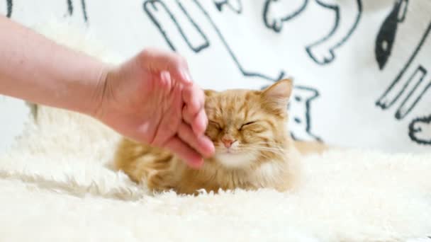 Χαριτωμένο γάτα Τζίντζερ ξαπλωμένη στο κρεβάτι. Άνδρες εγκεφαλικά επεισόδια αφράτο κατοικίδιο ζώο, το purrs. — Αρχείο Βίντεο