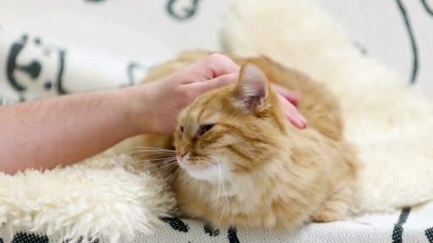 Lindo gato jengibre acostado en la cama. Los hombres acaricia mascota esponjosa, ronronea . — Vídeos de Stock