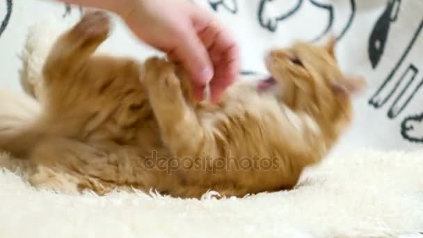 Lindo gato jengibre acostado en la cama. Los hombres acarician la mascota esponjosa, comienza a jugar y morder — Vídeos de Stock