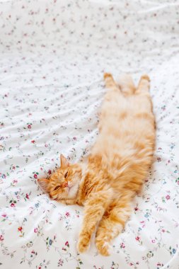 Şirin zencefil kedi bir battaniyenin altında yatakta yalan. Kabarık pet rahat uyumak için yerleşmiş. Komik hayvan ile rahat ev arka plan.