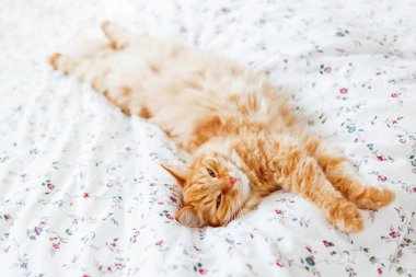 Şirin zencefil kedi bir battaniyenin altında yatakta yalan. Kabarık pet rahat uyumak için yerleşmiş. Komik hayvan ile rahat ev arka plan.