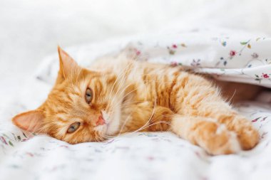 Şirin zencefil kedi bir battaniyenin altında yatakta yalan. Kabarık pet rahat uyumak için yerleşmiş. Komik hayvan ile rahat ev arka plan.