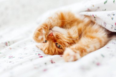 Şirin zencefil kedi bir battaniyenin altında yatakta yalan. Kabarık pet rahat uyumak için yerleşmiş. Komik hayvan ile rahat ev arka plan.