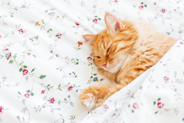 Cute ginger cat lying in bed under a blanket. Fluffy pet comfortably settled to sleep. Cozy home background with funny pet. — Stock Photo, Image