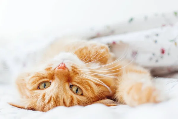 Lindo gato jengibre acostado en la cama debajo de una manta. Alfombra esponjosa cómodamente establecida para dormir. Acogedor fondo casero con mascota divertida . —  Fotos de Stock