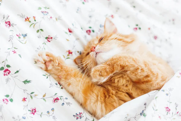 Cute ginger cat lying in bed under a blanket. Fluffy pet comfortably settled to sleep. Cozy home background with funny pet. — Stock Photo, Image