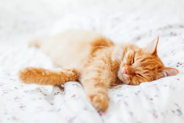 Söt ingefära katt i sängen under en filt. Fluffiga husdjur fast bekvämt för att sova. Mysiga hem bakgrund med roliga pet. — Stockfoto