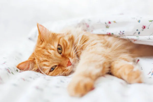 Lindo gato jengibre acostado en la cama debajo de una manta. Alfombra esponjosa cómodamente establecida para dormir. Acogedor fondo casero con mascota divertida . — Foto de Stock