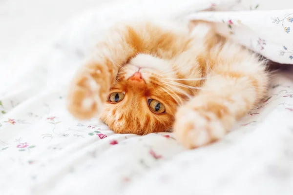 Cute ginger cat lying in bed under a blanket. Fluffy pet comfortably settled to sleep. Cozy home background with funny pet. — Stock Photo, Image