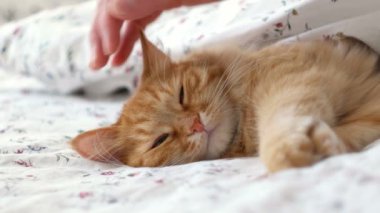 Yatakta yatarken şirin zencefil kedi. Erkekler vuruş kabarık evcil hayvan, mırıldayan.