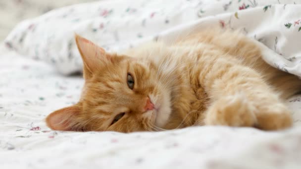 Cute ginger cat lying in bed. Fluffy pet comfortably settled to sleep under blanket. Cozy home background with funny pet. — Stock Video