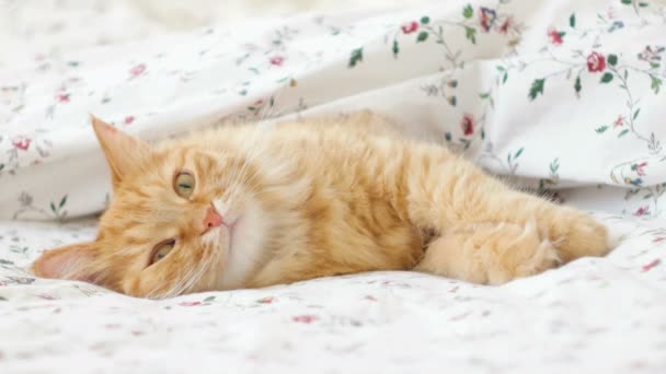 Χαριτωμένη κοκκινομάλλα στο κρεβάτι. Χνουδωτό κατοικίδιο άνετα εγκαταστάθηκαν να κοιμούνται κάτω από κουβέρτα. Άνετο σπίτι φόντο με αστείο κατοικίδιο ζώο. — Αρχείο Βίντεο