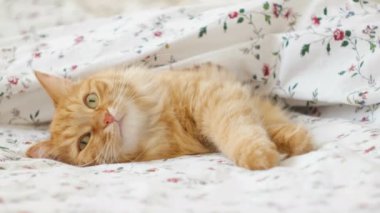 Yatakta yatan sevimli kızıl kedi. Kabarık tüylü hayvan rahatça battaniyenin altında uyumaya hazır. Komik bir evcil hayvanla samimi bir arka plan..