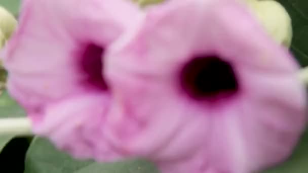 Biene sammelt Pollen einer rosa Blume. — Stockvideo