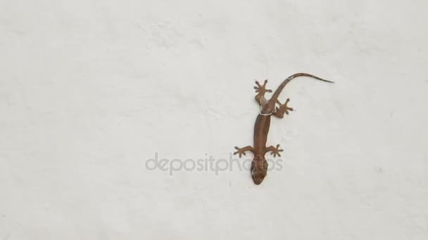 Gecko-Echse sitzt kopfüber auf weißer Wand. bangkok, thailand. — Stockvideo