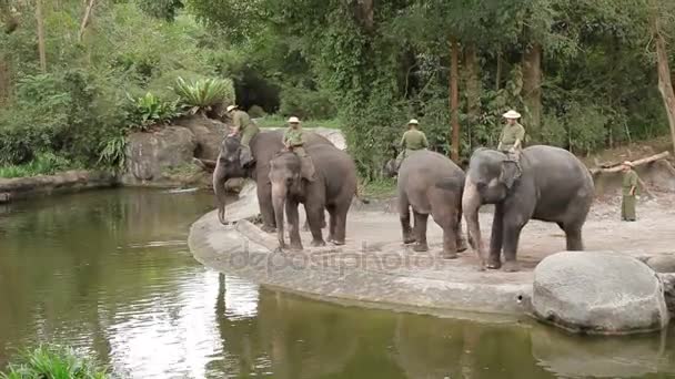 Singapore, Singapore - 18 januari 2013. Olifant tonen. De trainer zit aan de achterkant van de olifant. — Stockvideo