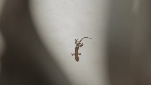 Gecko ящірка сидить догори дном, на білій стіні. Бангкок, Таїланд. — стокове відео