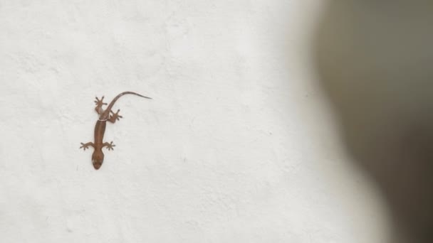 Gecko-Echse sitzt kopfüber auf weißer Wand. bangkok, thailand. — Stockvideo