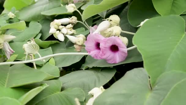 蜂は、ピンクの花から花粉を収集します。. — ストック動画