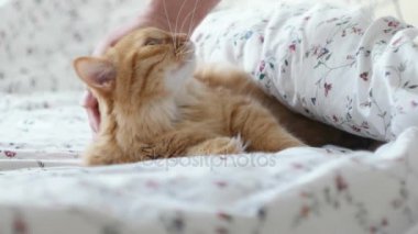 Yatakta yatarken şirin zencefil kedi. Adamların vuruşlarını kabarık evde beslenen hayvan ve o mırlamak battaniye ile kapak.