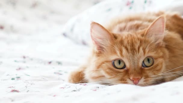 Lindo gato jengibre acostado en la cama. Fluffy mascota cómodamente se instaló para dormir debajo de la manta, luego de repente atacó algo detrás de la escena. Acogedor fondo casero con mascota divertida — Vídeos de Stock