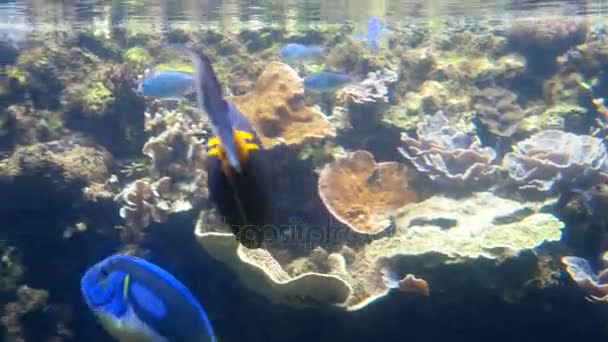 Beweglicher blauer Tang paracanthurus hepatus Fisch unter anderen Fischen. — Stockvideo