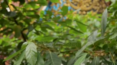 Dekoratif altın kabartma çiçek Wat Saket altın Dağı, çatıda. Ağaç yaprakları ile görüntüleyin. Bangkok, Tayland.