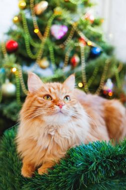 Şirin zencefil kedi ve Noel ağacı. Yeni yıl önünde kabarık komik evde beslenen hayvan oturur süslenen kürk-ağacı. Metin için yer ile rahat tatil arka plan.