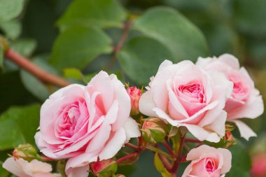 David Austin pembe Gül desenli doğal yaz arka plan. Yeşil yaprakları arka plan üzerinde güzel çiçek açan çiçek.