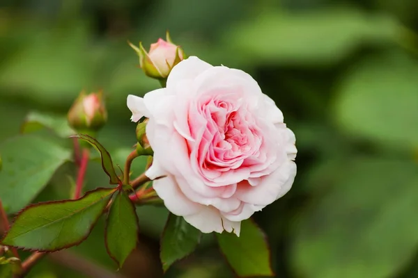 Letní přírodní pozadí s růžovou růží David Austin. Krásné kvetoucí květina na pozadí zelených listů. — Stock fotografie
