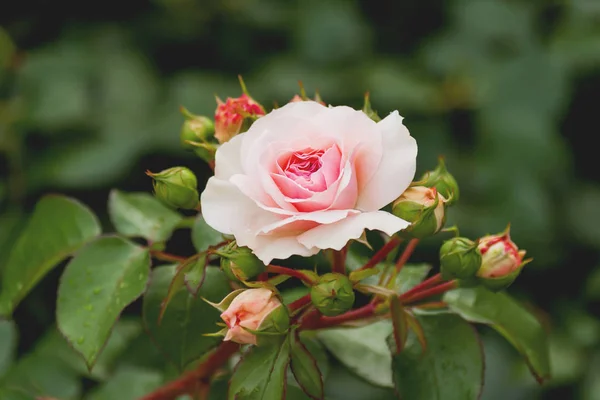 Fundo de verão natural com David Austin rosa. Bela flor florescendo no fundo folhas verdes . — Fotografia de Stock
